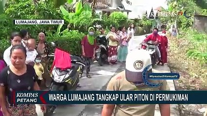 Meresahkan! Ular Piton Mangsa Ternak Warga