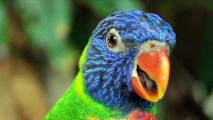 Wish to be as free as birds || Dream Land Films