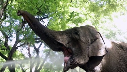 فيلة عجوز تنطلق في رحلة من الأرجنتين إلى البرازيل لحياة أفضل