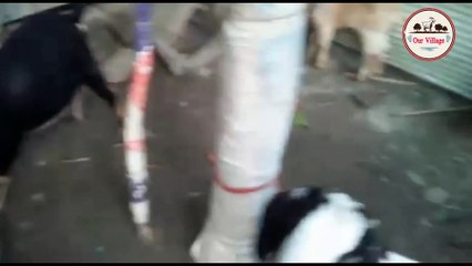 Bangladesh Village Goat Farm / গ্রামের ছাগলের খামার