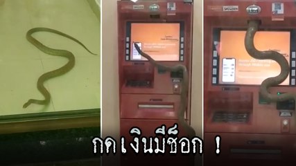 สุดช็อก ! จะมากดเงินแต่กลับเจองูเฝ้าตู้ ATM ก่อนจะมุดหายเข้าไปในเครื่องแบบต่อหน้าต่อตา