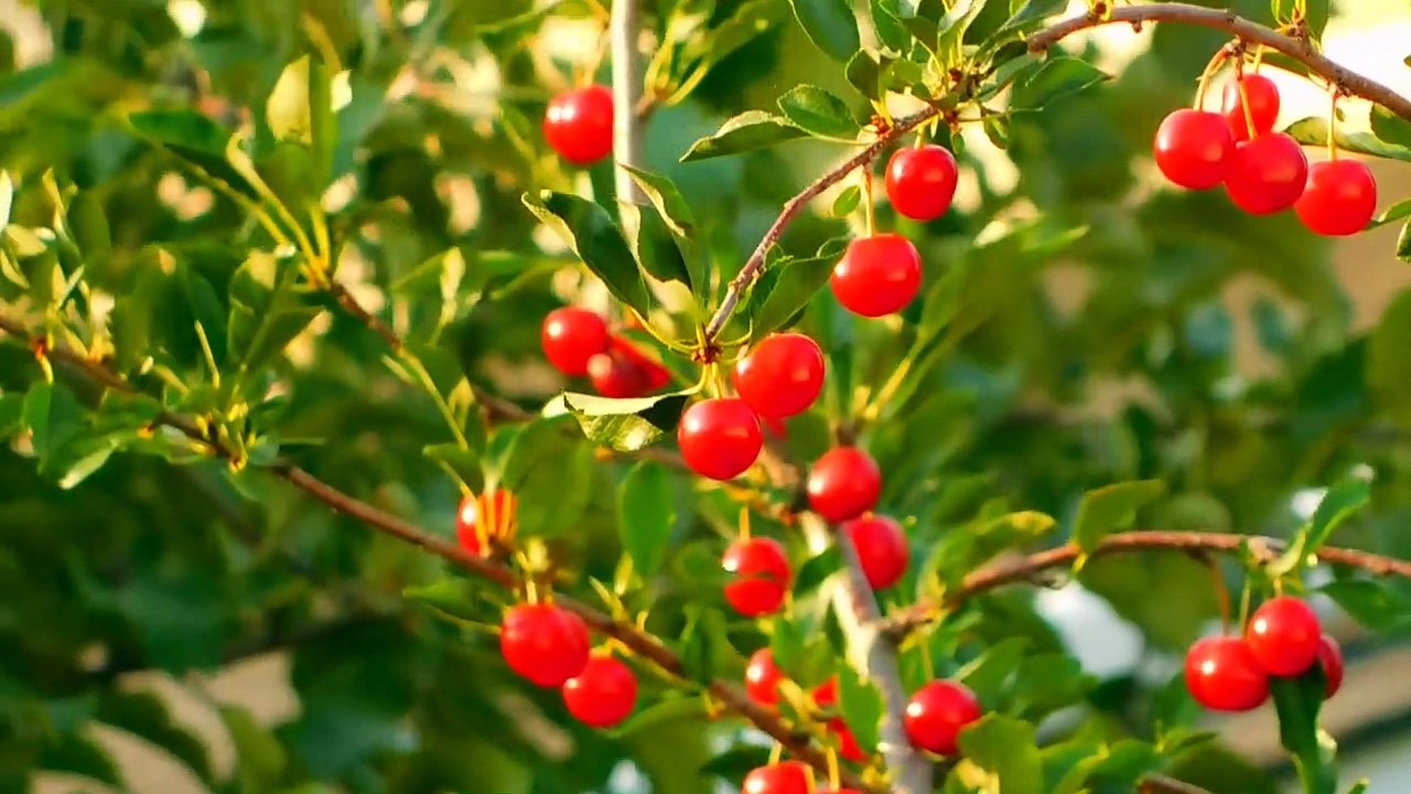 Cherry fruits