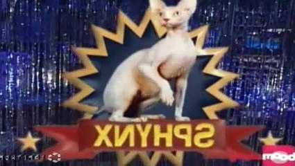 Mundo de Beakman S04E04 - Gatos, Piolhos, Dinamite (Alfred Nobel)