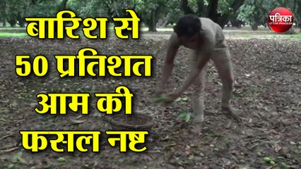 बारिश से 50 प्रतिशत आम की फसल नष्ट