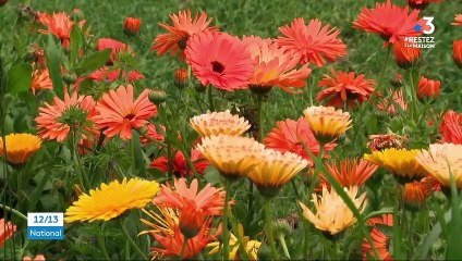Déconfinement : certains Franciliens vont prolonger le confinement à la campagne
