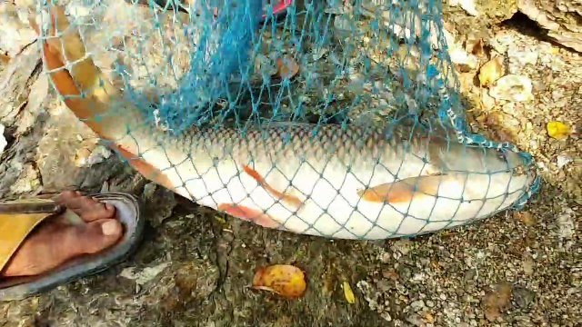 Fish hunting __ Amazing Catching the big rohu fish