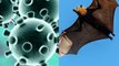 Watch : Why Bats Are The Source Of So Many Disease Outbreaks?