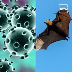 Watch : Why Bats Are The Source Of So Many Disease Outbreaks?