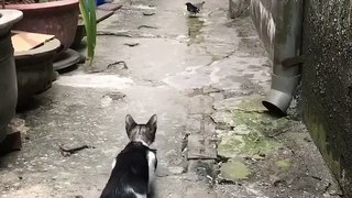 Cat Caught a Bird. দেখুন বিড়ালটি কিভাবে পাখি ধরল। cat hunting  a bird