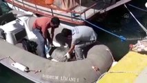 Bodrum'da su yüzeyinde ölü caretta caretta bulundu