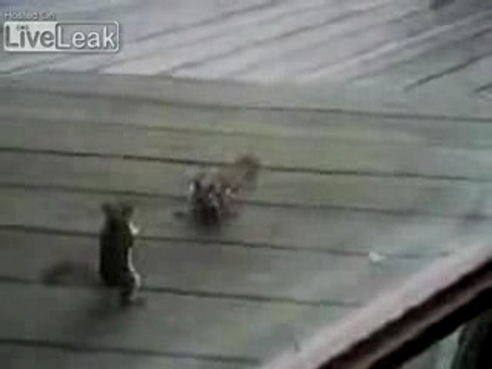 Combat d'écureuils, énorme la technique