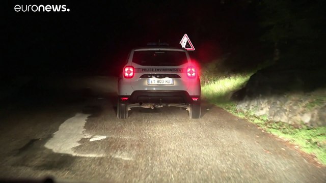 Карантин: кабаны на дорогах, на улицах ежи