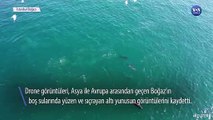 Deniz Trafiğinin Durduğu İstanbul Boğazında Yunus Balıkları