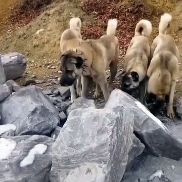 SiVAS KANGAL KOPEKLERi NE ARIYOR - KANGAL SHEPHERD DOGS