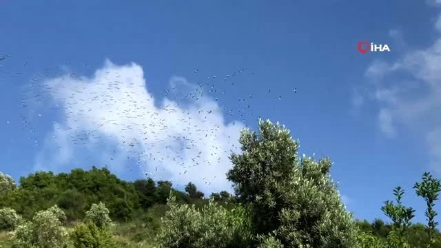 Samandağ semalarında leylekler görsel şölen sundu