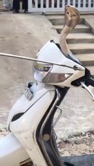 സ്കൂട്ടറിൽ ഒളിച്ച മൂർഖൻ പാമ്പിനെ പിടിക്കാൻ ശ്രമിച്ചപ്പോൾ സംഭവിച്ചത്