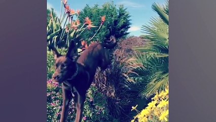 004.Cutest Silly Dogs _ Funny Pet Videos