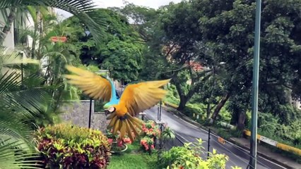 002.Cutest Silly Pets _ Funny Pet Videos