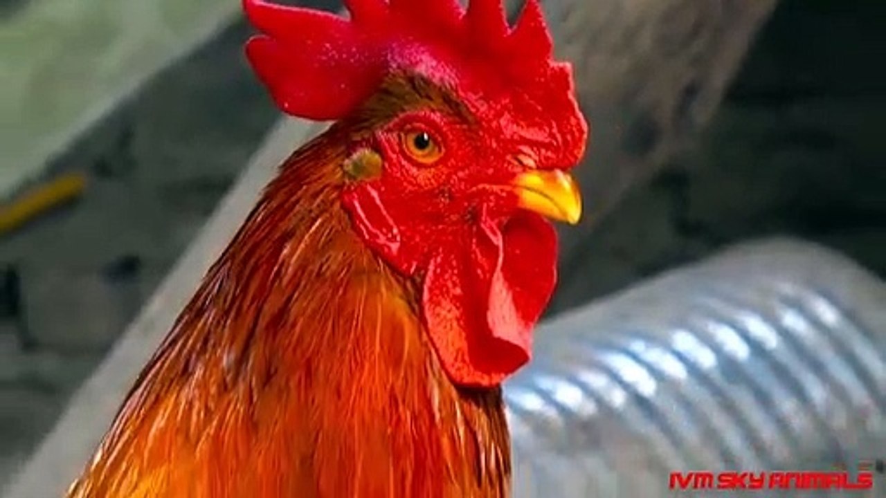 The mother sacrifices herself to save the chicks from attacking the eagle