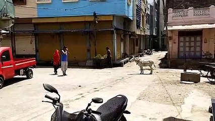 ലോക് ഡൗൺ സമയത്ത് പുറത്തിറങ്ങി സംവദിക്കുന്ന രണ്ട് കഴുതകൾ )