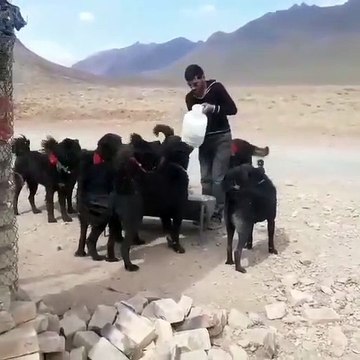 iRAN SARABi COBAN KOPEKLERiNi BESLEME - PERSiAN SARABi SHEPHERD DOGS