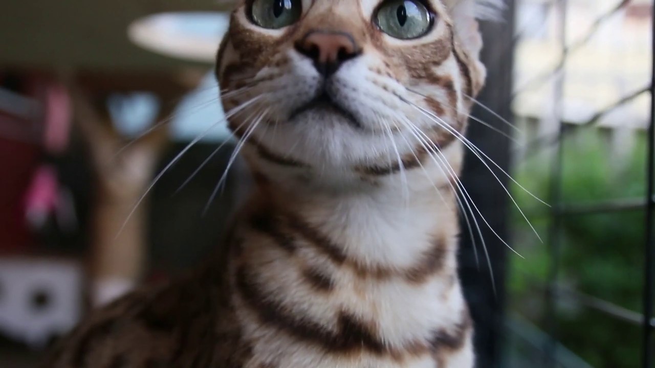 If Your Cats Could Talk, They Would Ask You for a Catio, Catio for cats