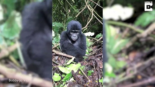 Ce bébé gorille veut la veste d'un touriste