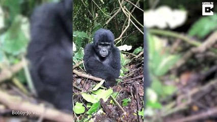 Ce bébé gorille veut la veste d'un touriste