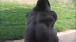 Ce gorille fait la toupie au zoo