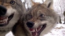 Face à face impressionnant entre 2 loups