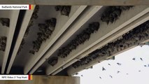 Park Rangers Find Underside Of Bridge Covered With Nests