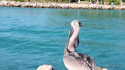 với những loài có nết ăn xấu nhất hành tinh