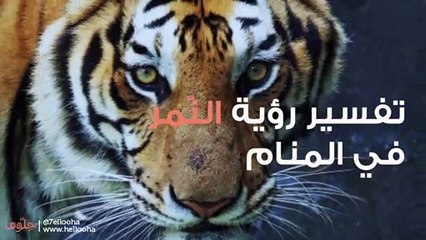 النمر في المنام وتفسير رؤية النمور في الحلم بالتفصيل