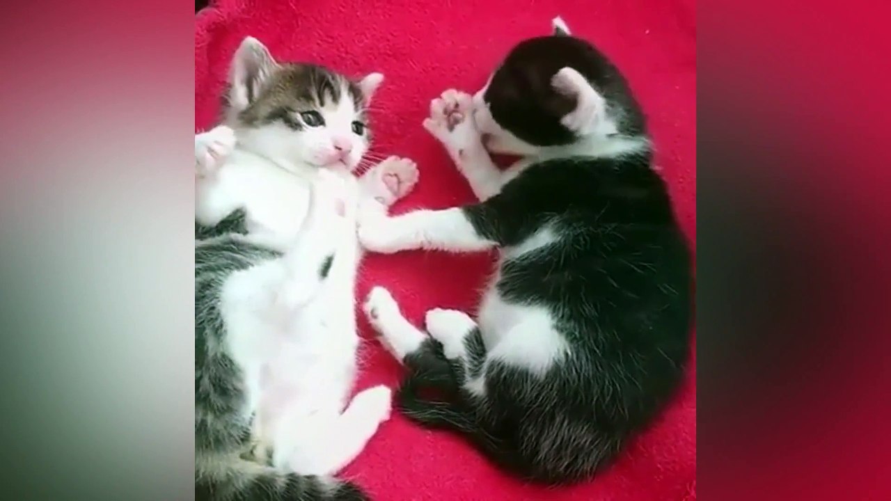 Best summer cats from Pikabu_