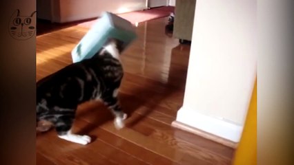 CATS AND BOXES   #1