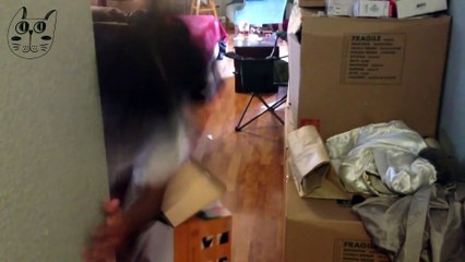 CATS AND BOXES  #2