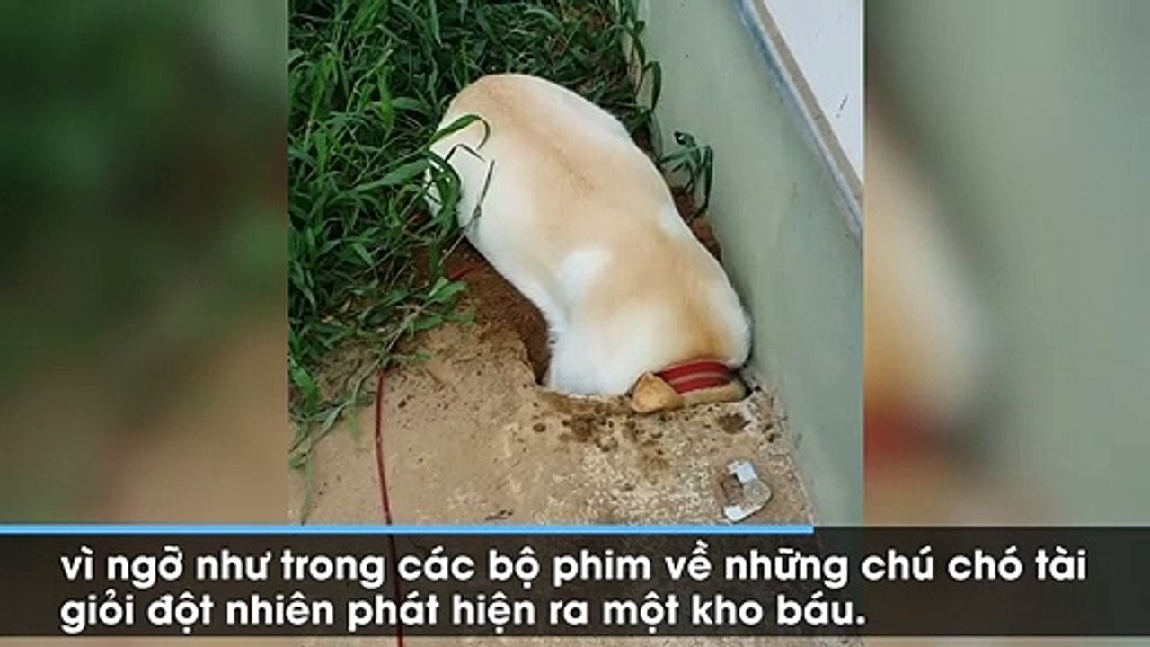 Cứ tưởng chó đào được kho báu, cô chủ cười méo miệng khi biết kết quả cuối cùng
