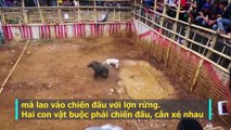 Rùng mình xem trận đấu sinh tử: Chó đại chiến với lợn rừng ở Indonesia