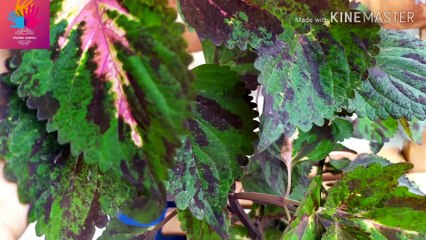 Coleus plant update