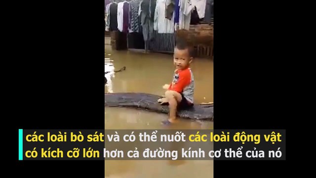 clip cậu bé Thanh Hoá cưỡi trăn hot nhất cộng đồng mạng Việt Nam