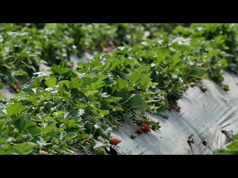 Ora News - Rimbursohet TVSH-ja për fermerët që rinovojnë plastmasin e serrave