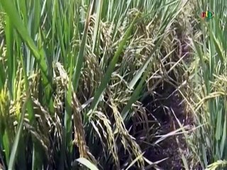 RTB / Production du riz au Burkina - 2000 HA supplémentaires au Sourou