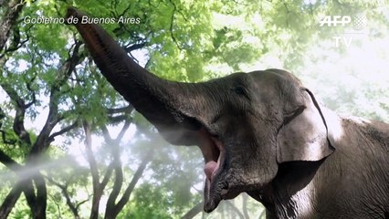Trasladan a elefanta de Argentina a Brasil para darle una vida mejor