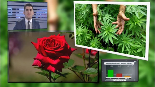 “Në vend të trëndafilit, do të lulëzojë…”, paralajmërimi për rrezikun që mund të ketë Shqipëria