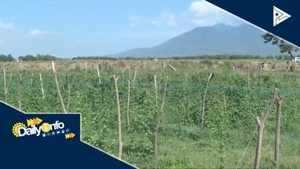 Export ng agri-fishery products, tumaas ng 12%