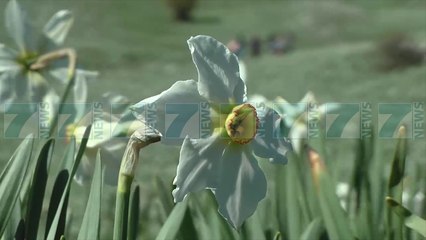 «LULJA E TE BUKURES SE MATIT», RRUGA E ARBRIT SHPRESE PER TURIZMIN - News, Lajme - Kanali 7