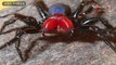 বিশ্বের সবচেয়ে  বিষাক্ত ৫ টি মাকড়সা The world's most dangerous 5 spiders