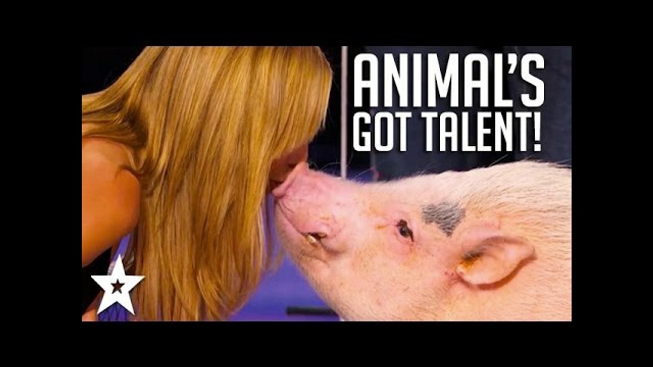 ANIMALS Got Talent Compilation! The Most Intelligent & Cleverest From Around The World!