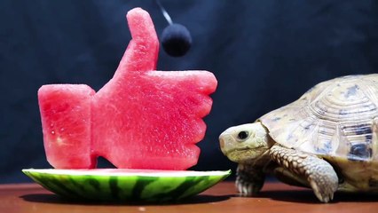 Turtle eating watermelon/Like this turtle