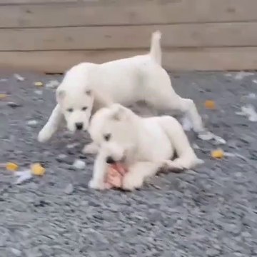 ALABAY COBAN KOPEGi YAVRULARI - ALABAi SHEPHERD DOG PUPPiES